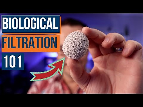 What Is Biological Filtration & Is It Important for a New Saltwater Aquarium? Ep: 21