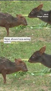 Germany zoo unveils a young pudu, one of the world’s smallest species of deer