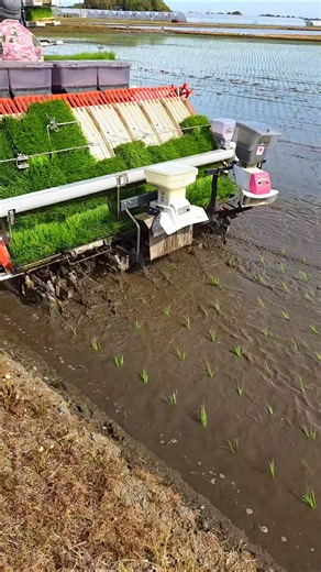 paddy planting machine 🔥💯 #shorts #farmer #paddyfarming