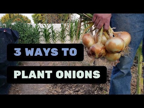 3 Ways to Plant Onions - Seeds, Sets, or Seedlings | Which is best?