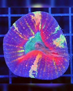 Acanthastrea Pachysepta Feeding Timelapse