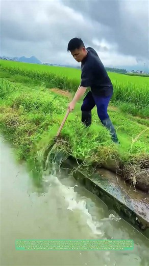 La houe dégrossit le bord : un canal de rizière retrouve sa ligne sous le ciel menaçant