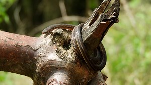 Snake, Bite, Poison. Free Stock Video