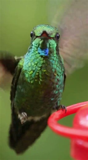 How a Hummingbird Feels About Intruders