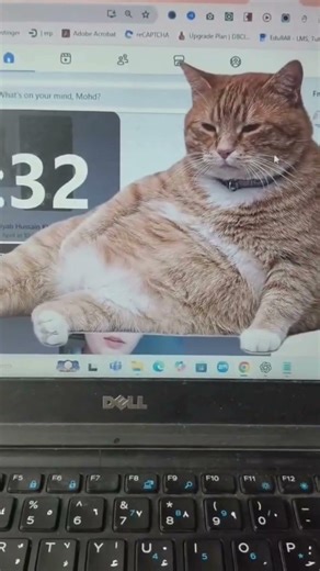 Make a Cat Sit on Your Screen Using This Tool