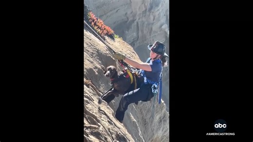 2.5M views · 101K reactions | A dog from San Francisco was playing around an oceanside bluff when it slipped and fell onto a ledge about 40 feet below the top of the cliff. David Muir shares the incredible efforts from the rescuer who rappelled down the cliff and brought him to safety. https://abcnews.link/QOmpF8V | ABC World News Tonight with David Muir | Facebook