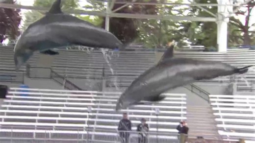 New dolphin show at Six Flags Discovery Kingdom