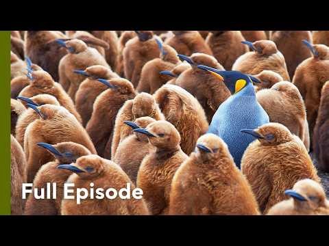 The Ocean’s Most Extreme Mating Rituals | Alien Abyss 103