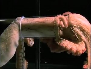 ► Ein Oktopus findet seinen Weg ◄ © Video:Diving Deep | Aquarien Deutschland