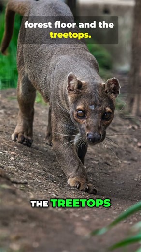 Fossa: The Stealthy Island Predator Dominating Madagascar! #animals #wildlife #nature