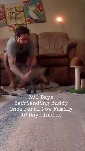 Couch Cat Training 101 #befriending #buddy #formerferal #feral #stray #cat #catsoftiktok #catlover #catdaddyadventures