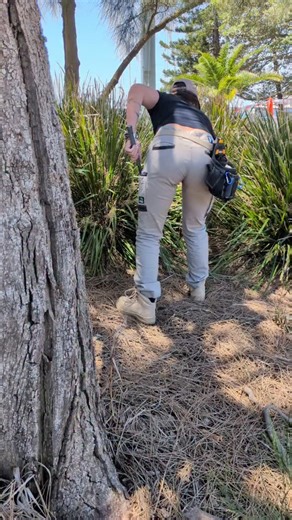 Brown snakes in Newcastle! 🐍 Can you name my location? You might be shocked to see that I caught a snake right there! 🫨 But as bushland clears for more housing, our native animals need a home too and they do their best to adapt to an urban environment. 🏘️ Do you know what else lives along that water way? RATS. Big ones too. 🐀 Remove all snakes and you would see the most disgusting boom in rodents…. I’d prefer snakes, thanks. 😅 —— When I was called to this job and shown where she ‘could be’ 