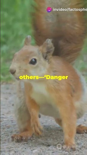The Insane Way Squirrels Trick Their Rivals #Squirrels #MindBlown #DidYouKnow