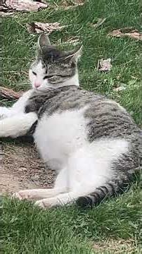 Granja de gatitos, gorditos #cat #cachorrosdivertidos #viralshort #parati #petsfofinhos #mascotas