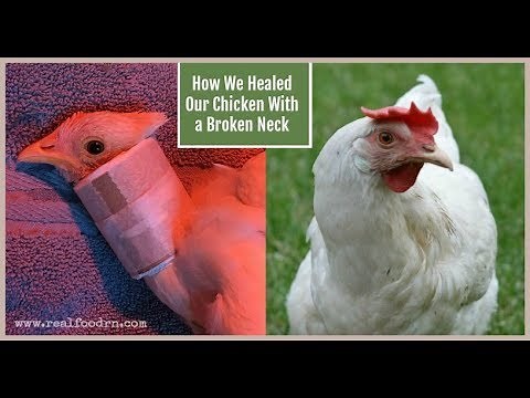 How We Healed Our Chicken With a Broken Neck