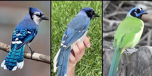 Meet the ‘grue jay’: A rare, hybrid bird has been discovered in the US