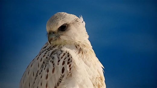 Gyrfalcon visits our Arctic cam! | explore.org