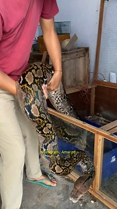 185K views · 1.3K reactions | berat nya u1ar python raksasa ini | Amar pd | Facebook