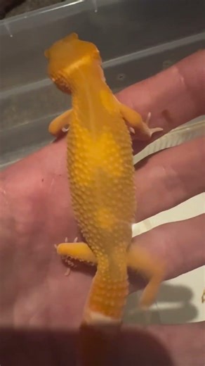🦎 Amazing Leopard Gecko Handling Session | Calm, Confident & Healthy 💛