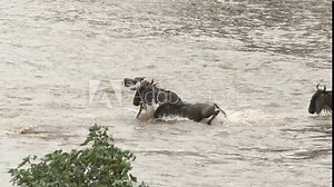Blue Wildebeest (Connochaetes taurinus) crossing the Mara river during their annual migration, Serengeti N.P., Tanzania.
