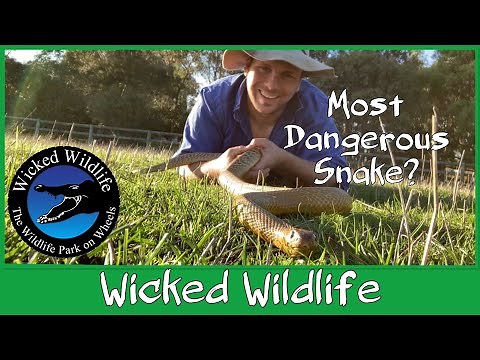 The Taipan Vs The Black Mamba, Who is the Most Dangerous Snake?