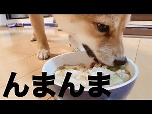大好きなご飯を勢いよく食べる柴犬。