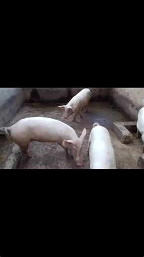 Live pigs for sale