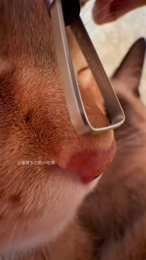 hello scratch scratch scratching. #scratchingasmr #asmrsounds #asmr #meowing #catsounds