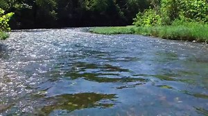 3.6K views · 585 reactions | DISCOVER NATURE NOTES: Check out how nature wears green and how it's created in animals and plants in this week's Discover Nature Note. Look for nature wearing green at a Conservation Area near you. https://mdc.mo.gov/blogs/discover-nature-notes/go-out-some-green-0 | Missouri Dept. of Conservation | Facebook