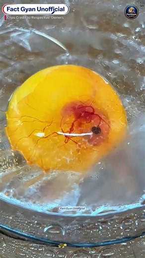 Artificial Turtle Egg Hatching Process🐢 #puzzles