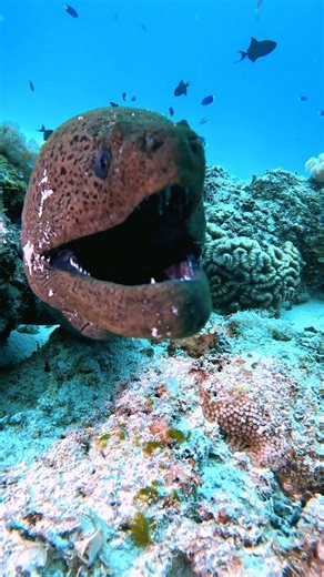 Huge Moray eel