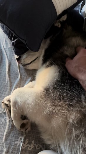 This is why you shouldn’t have a corgi x husky #corgsky