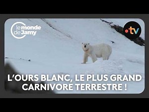 Polar bears of Svalbard - Jamy's World