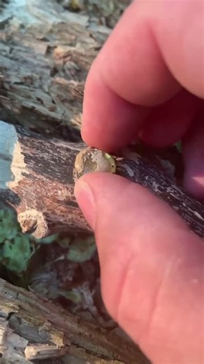 The Geocaching Vlogger on Instagram: "This was a great multi cache with an evil final container! #geocaching #geocache #multicache #uvlight"