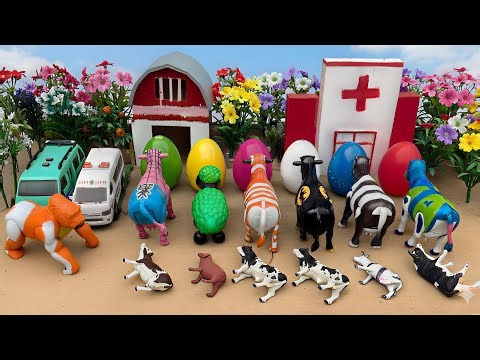 WADIDAU‼️PROSES POTONG SAPI KURBAN | PROSES MELAHIRKAN CESAR SAPI & DOMBA| Cow Videos