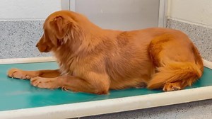 🌀8/23-Micah took his freedom ride today thanks to Needful Souls Dog Rescue!! Pic in comments! Please honor your pledge at: -Venmo, Zelle and PayPal: NeedfulSoulsDogRescue@gmail.com -Venmo: last 4 digits are 6158 Note it’s for Micah. Thank you! 8/22-Micah has a RESCUE hold! Keep following until he’s safely out! Micah is a young, handsome dog with a beautiful coat. Animal Control picked him up from a dog trap and this guy has been terrified the entire time. Because he’s so scared, he’s uncomforta