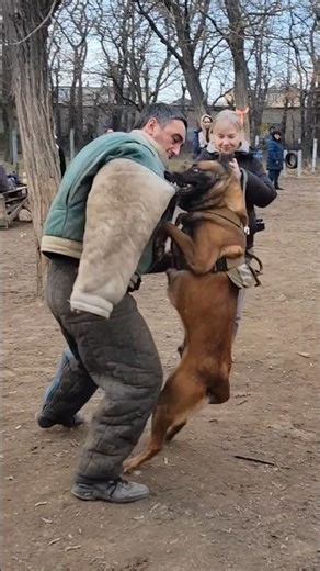 Malinois attack. K9. Police dog training. #GUARDODESSA Odessa Ukraine