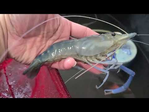 Growing Freshwater Prawns & Tilapias Update