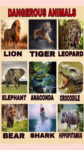 Shark | The Most Active & Dangerous Animal in the World #foryou #dangerousanimal #shark #fish #viral #virul #grow #foryoupage❤️❤️ #fyppp