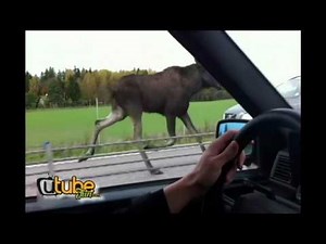 moose vs car on highway