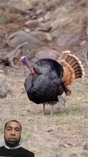 Wild Turkey Sounds #animals #turkey #helping #wildlife #rescueefforts #nest #goldenretriever #foryou
