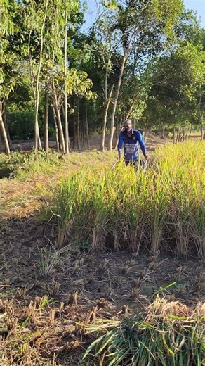 Modern Farming Machine That Shocked USA Viewers – Super Fast Harvesting