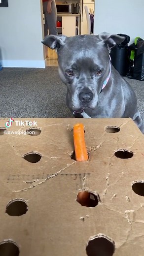 I miss you Callie. I wish we did more carrot box aka you getting fed up with my shit and tackling me for a carrot #dogsoftiktok