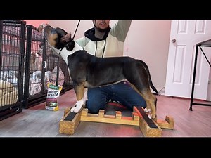 How to train your dog to stack + Show tips