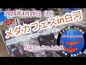 メダカフェスin白河 2025年4月20日(日) #メダカ #めだか #めだか好き #メダ活 #メダカ好きと繋がりたい #メダカフェス #メダカイベント #めだかイベント #メダカ飼育 #メダカ屋