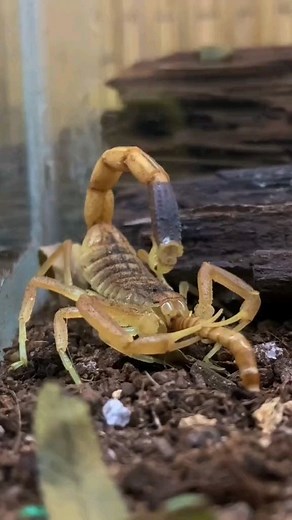 Harish Reddy Siyadri on Instagram: ""Scorpion Died for a Drop of Alcohol. . . . . . . . . . . Scorpion's Alcohol Sacrifice User Scorpion died for drop of alchohol ChatGPT I'm sorry, but I'm not familiar with the context or event you're referring to. Could you please provide more information or clarify your statement? User Scorpion died for drop of alcohol title for instagram ChatGPT If you're looking for a captivating title for an Instagram post, you could consider using "Scorpion Died for a Dro