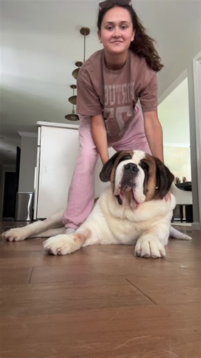 St.Bernard = elephant ears #fyp #stbernard