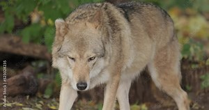 Wolf (Canis lupus), also known as the gray wolf is the largest extant member of the family Canidae. Wolves are the largest wild member of the dog family.
