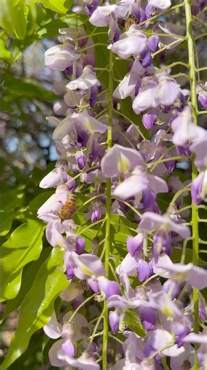 Wisteria in bloom