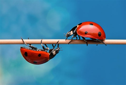 Illinois Is Currently Covered In Swarms Of Ladybugs--Here's Why